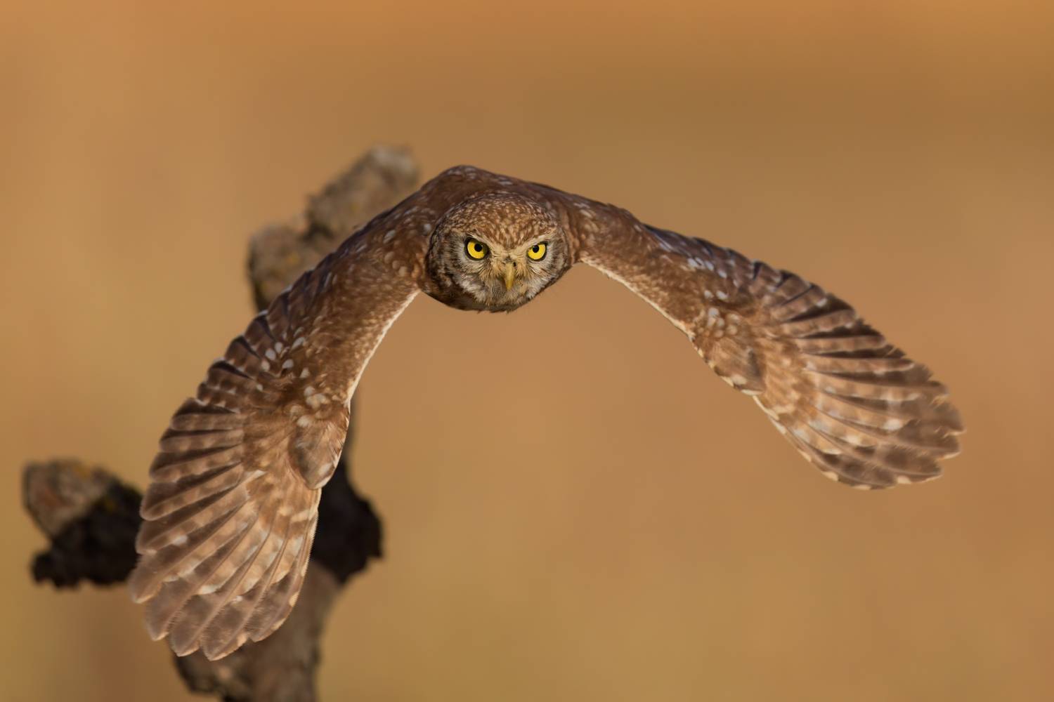 , Фруман Евгений