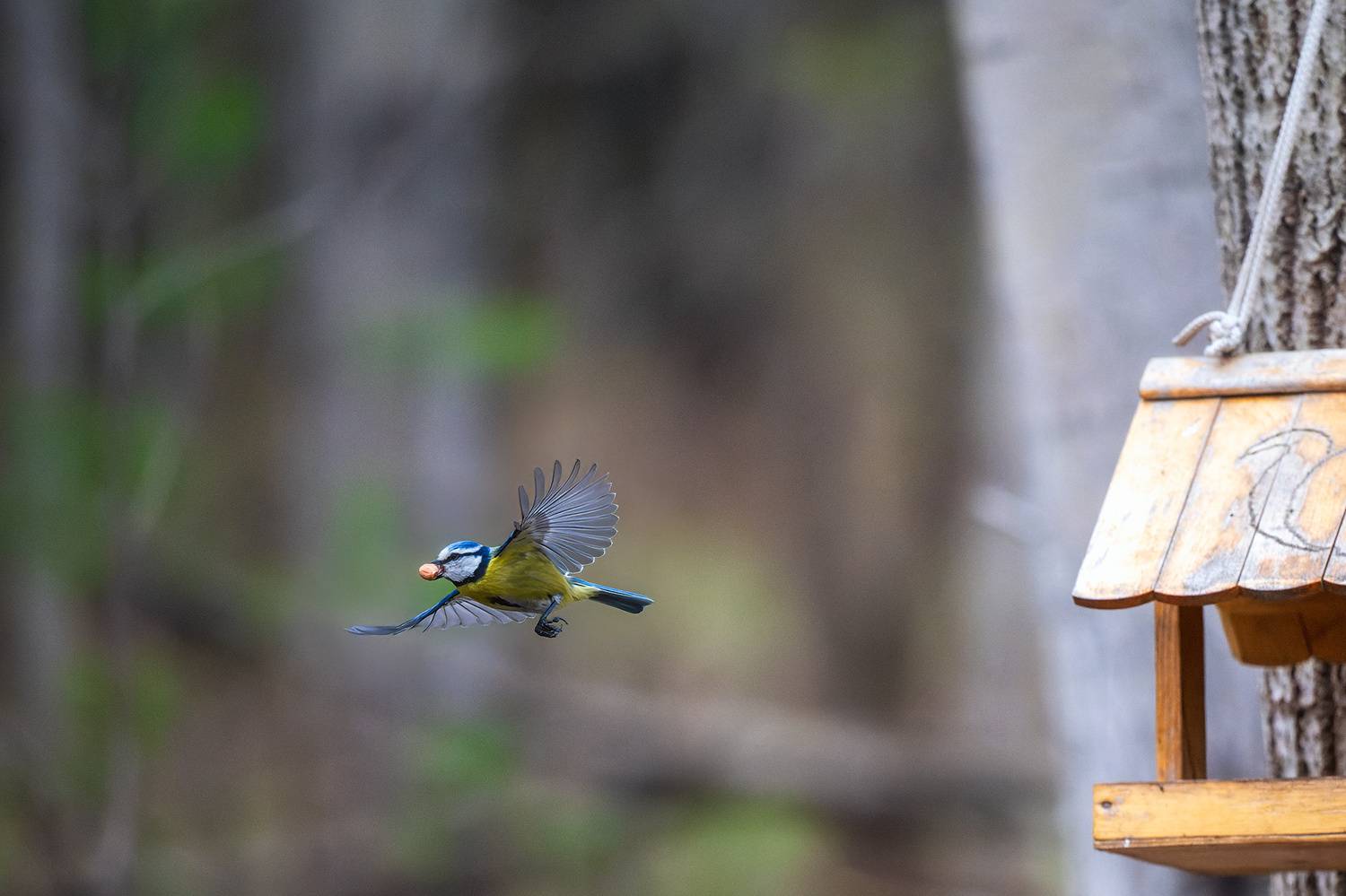 пермский край, птицы, фотоохота, природа, синица, лазоревка, Кузнецов Кирилл