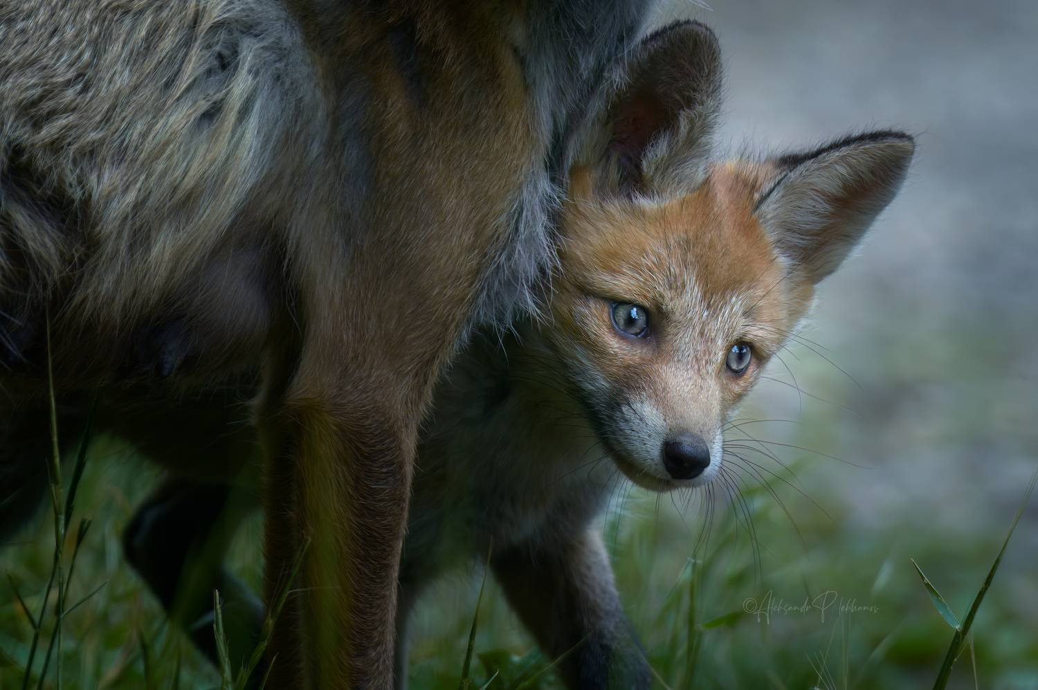 little fox, wildlife, nature, animals, Плеханов Александр