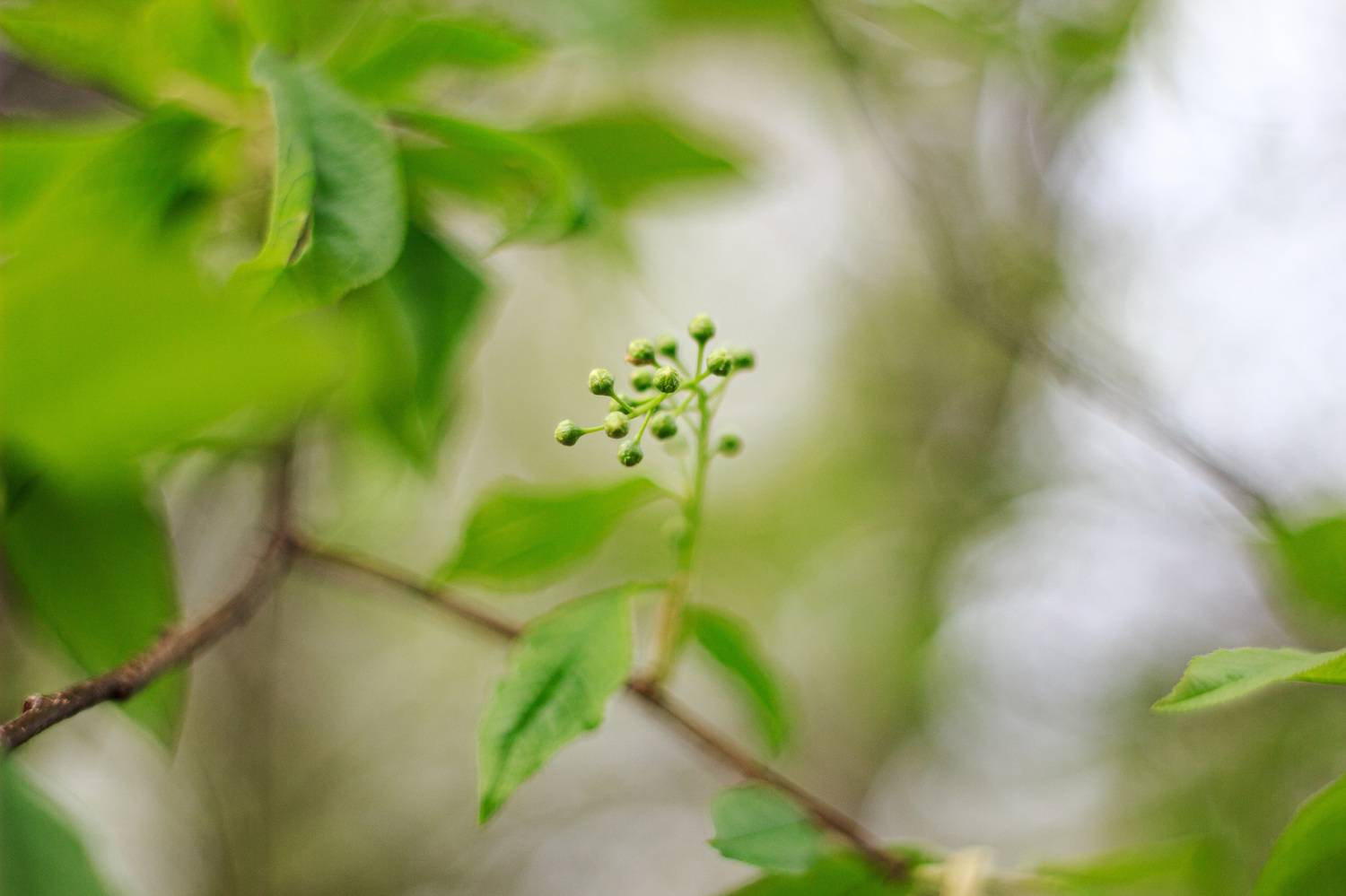 , Лофицкая Лариса