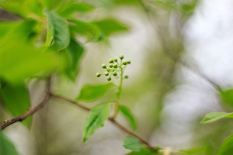 Весенняя нежность фото превью