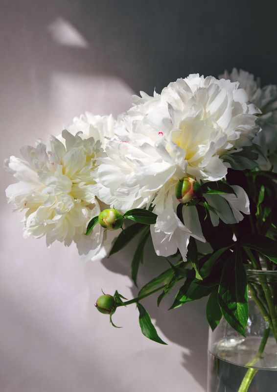 Цветы фото превью