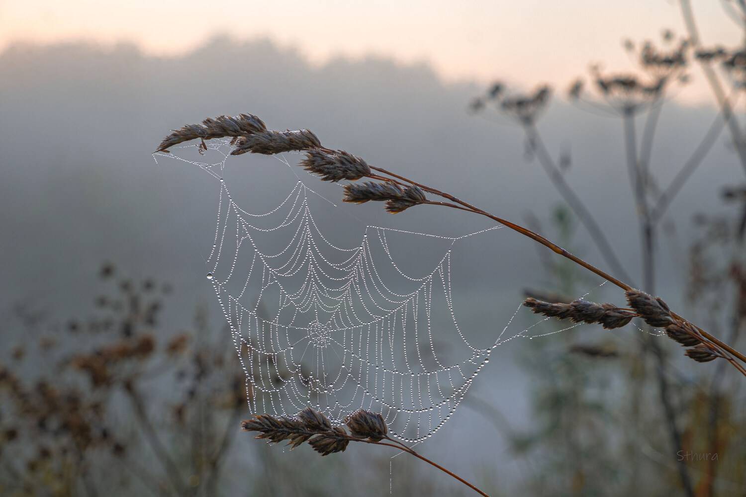 лето растения паутина роса туман, Александр Строков