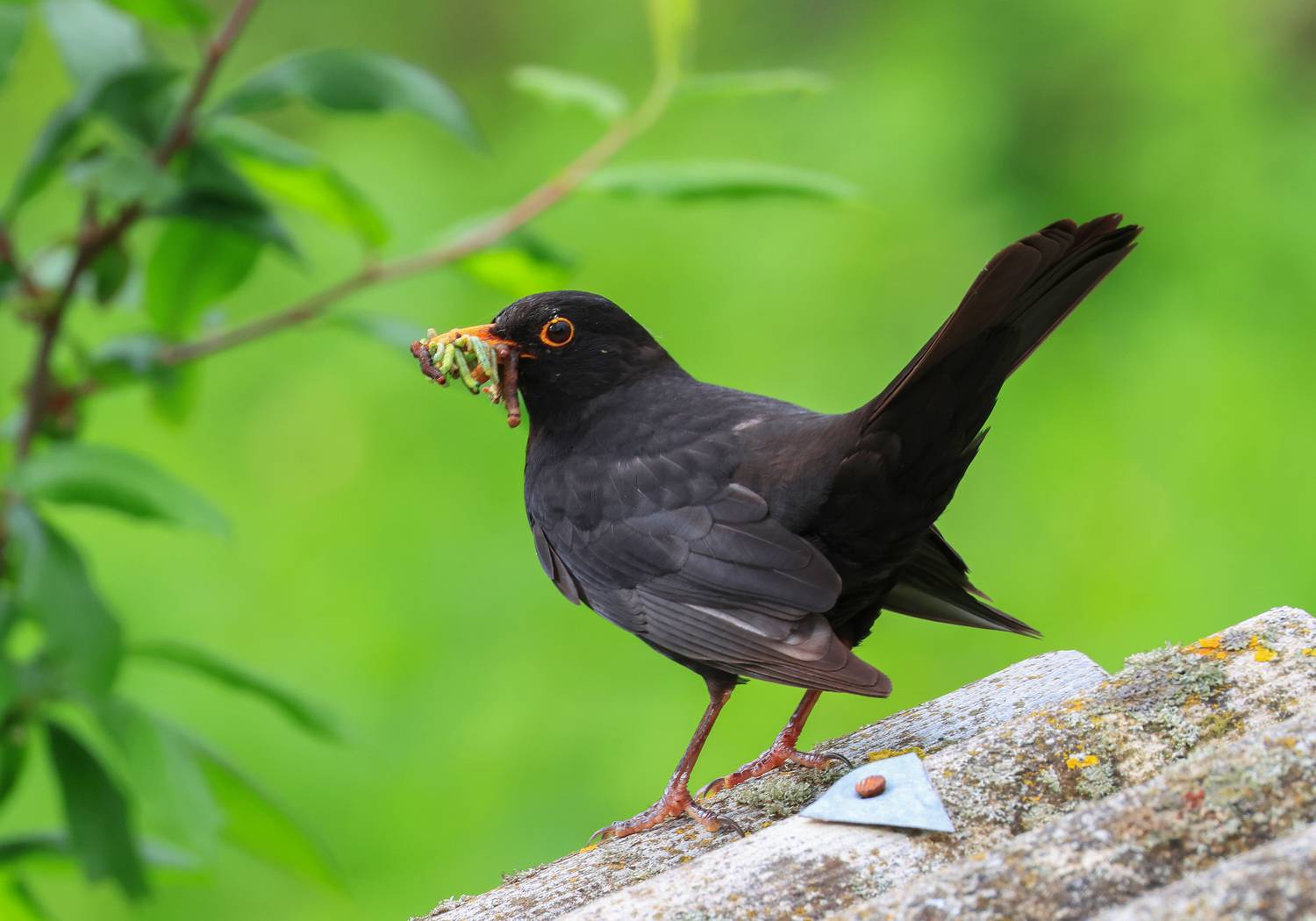 чёрный дрозд,дрозд,птица,природа,, Magov Marat