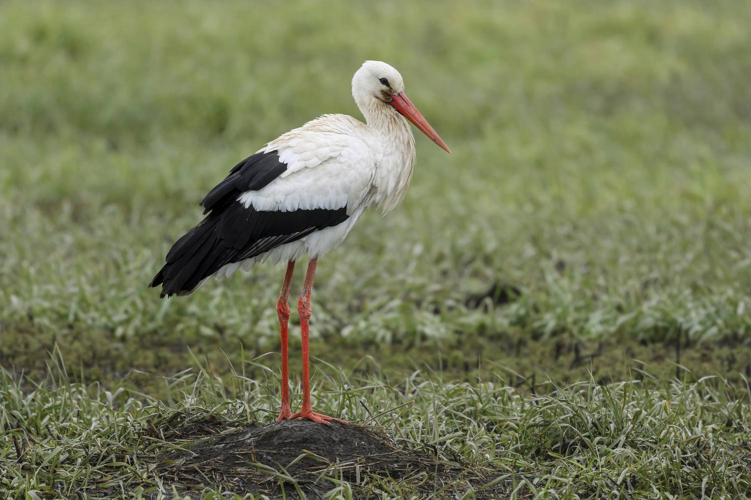 , Пупонин Сергей