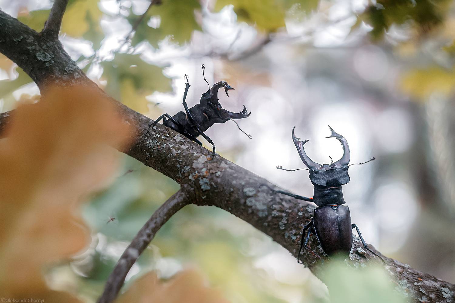 жук-олень, lucanus cervus, смешные насекомые, беседа, встреча, ветка, лес, лето, макро, макро истории, коростышев, украина, фотографчорный, сашачорный,, Чорный Александр