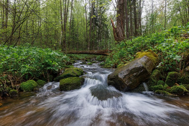 Лесной ручей фото превью
