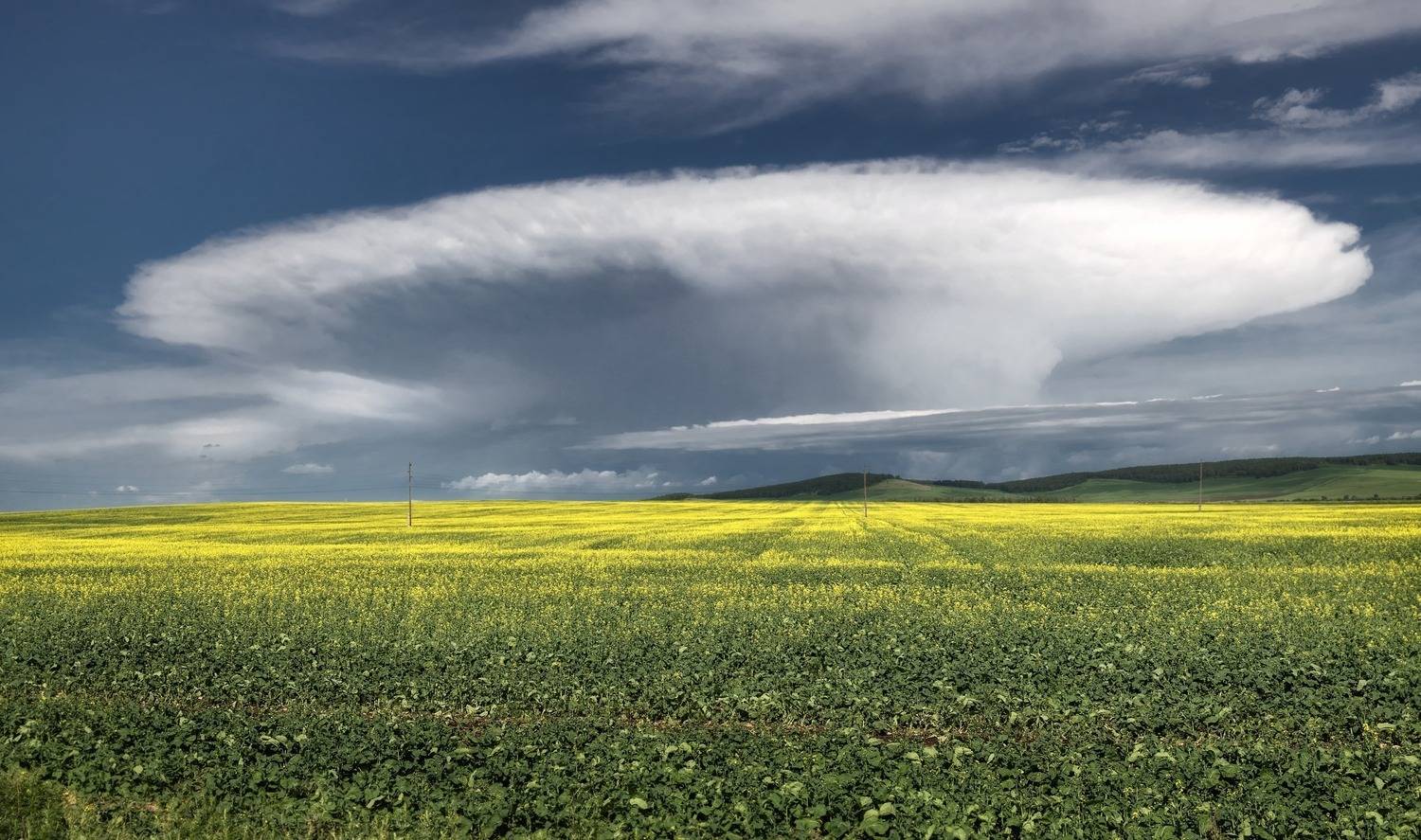 хакасия, сибирь, поле, рапс, туча, наковальня облака, Фомина Марина