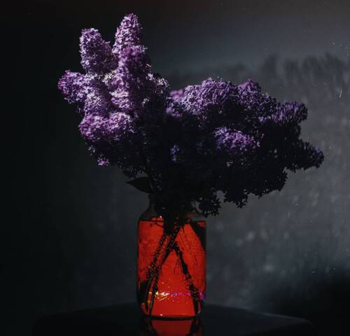 Сирень Великой Победы.