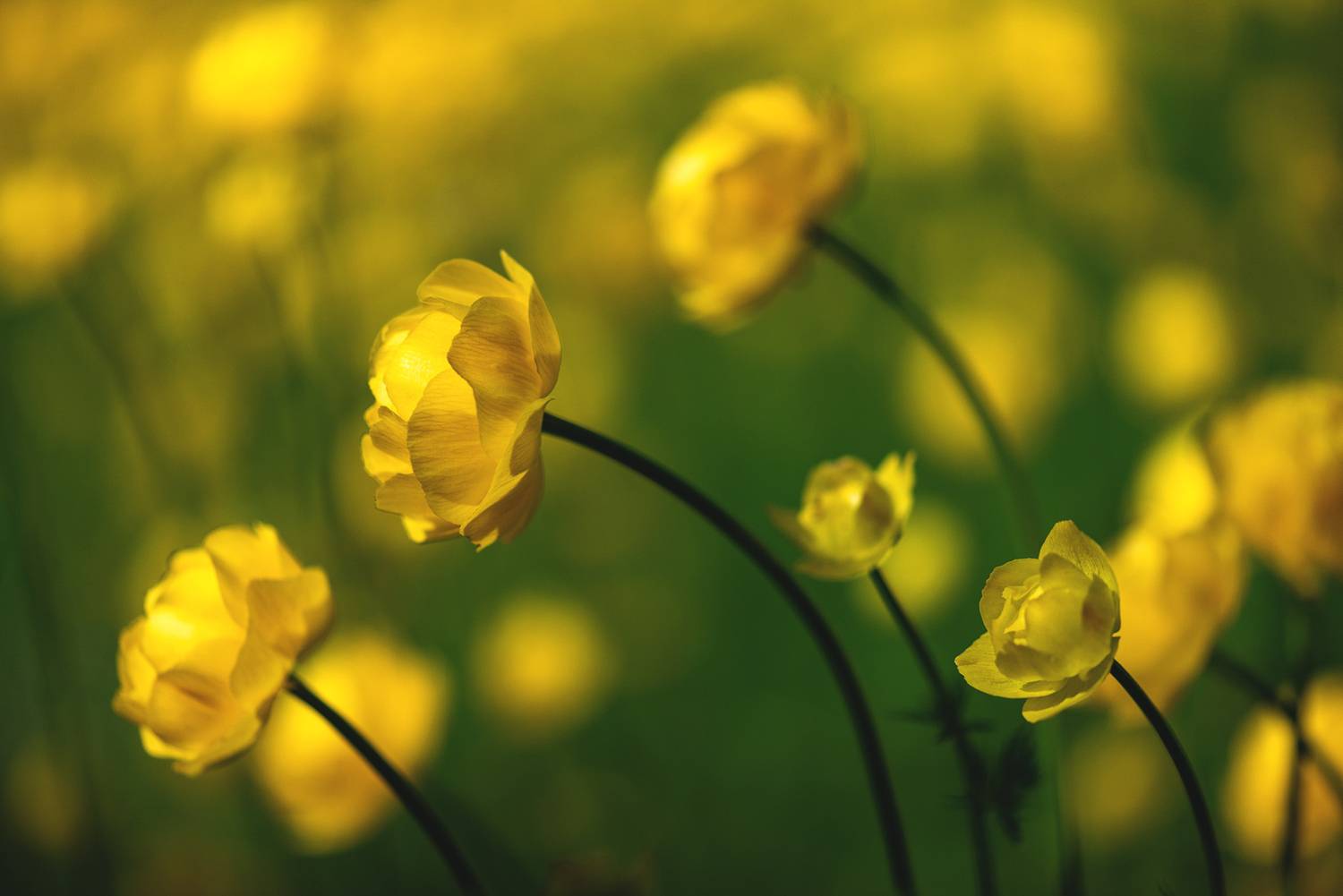 , Mariyana Atanasova - Lucero