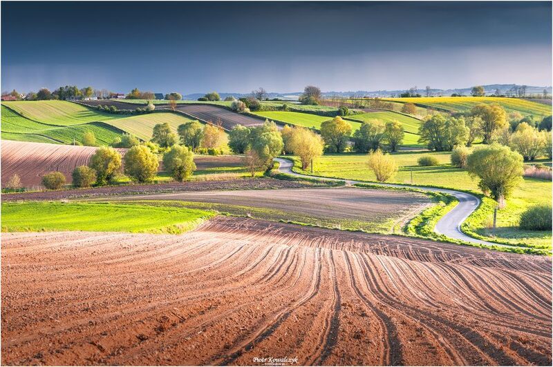 polska, pola, ponidzie, drzewa, droga *** фото превью