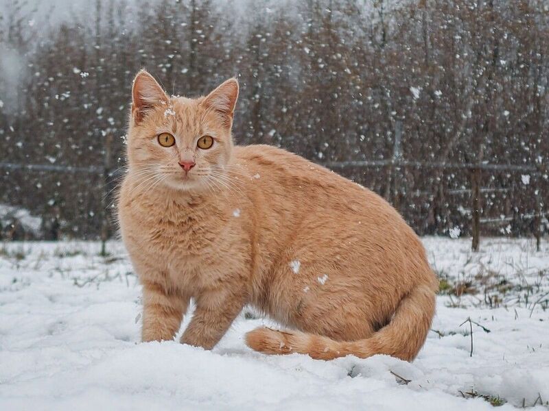 First Hunting In The Snow фото превью