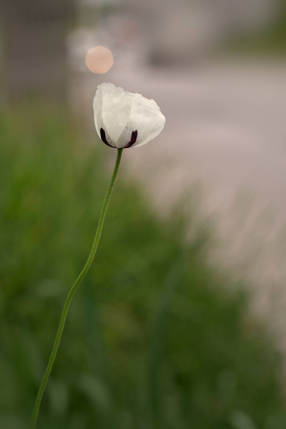 , Юлияна Стоянова