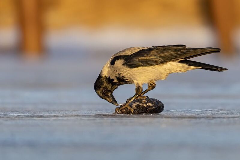 ворона Воронья рыбалка фото превью