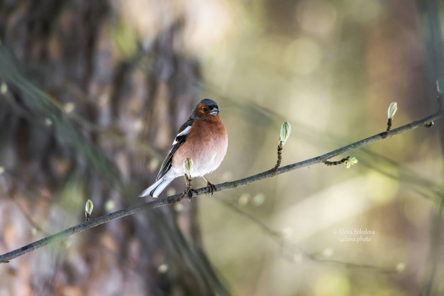 , Соколова Елена