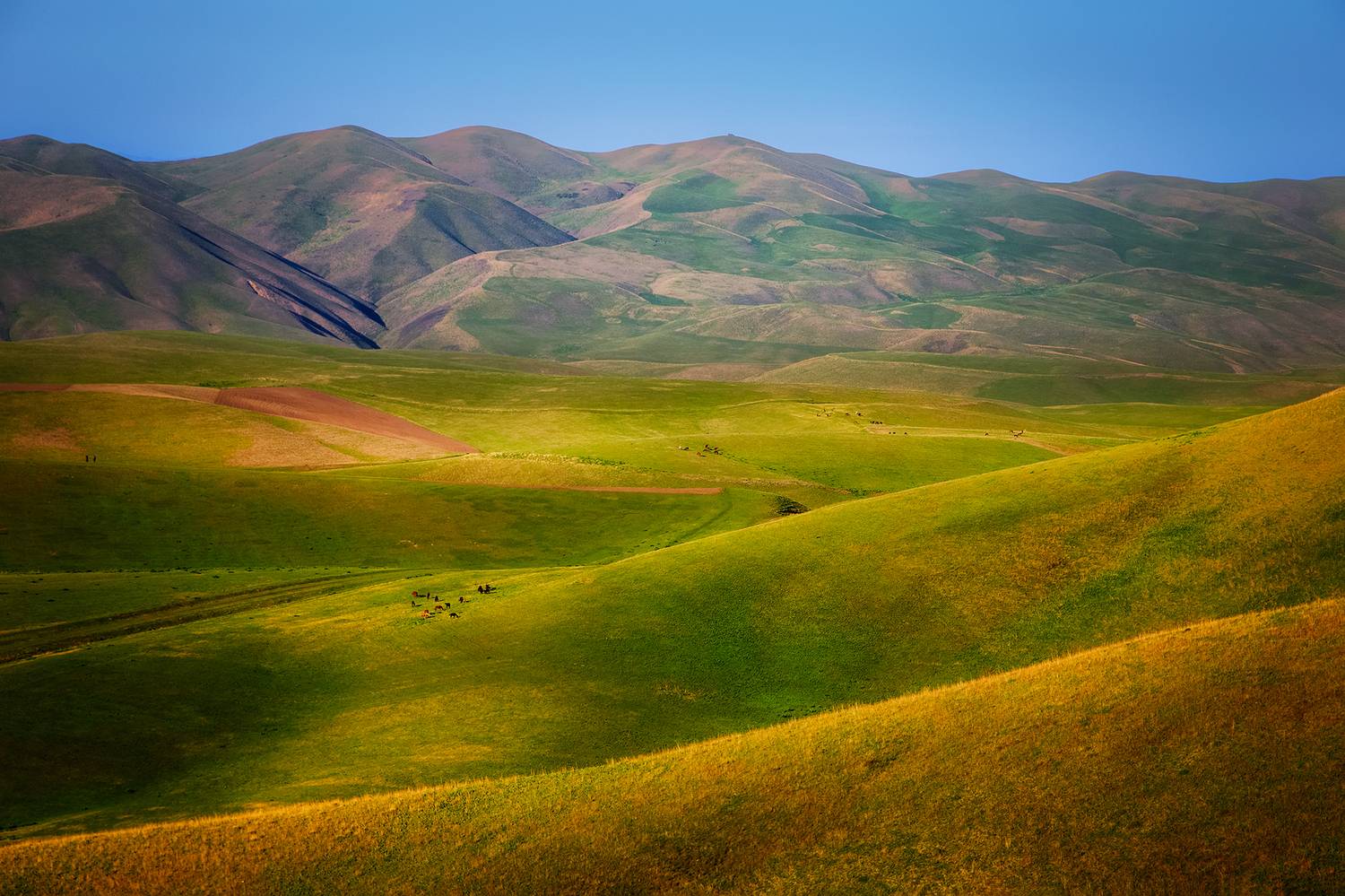 кыргызстан, чуйская долина, Элина Магалимова