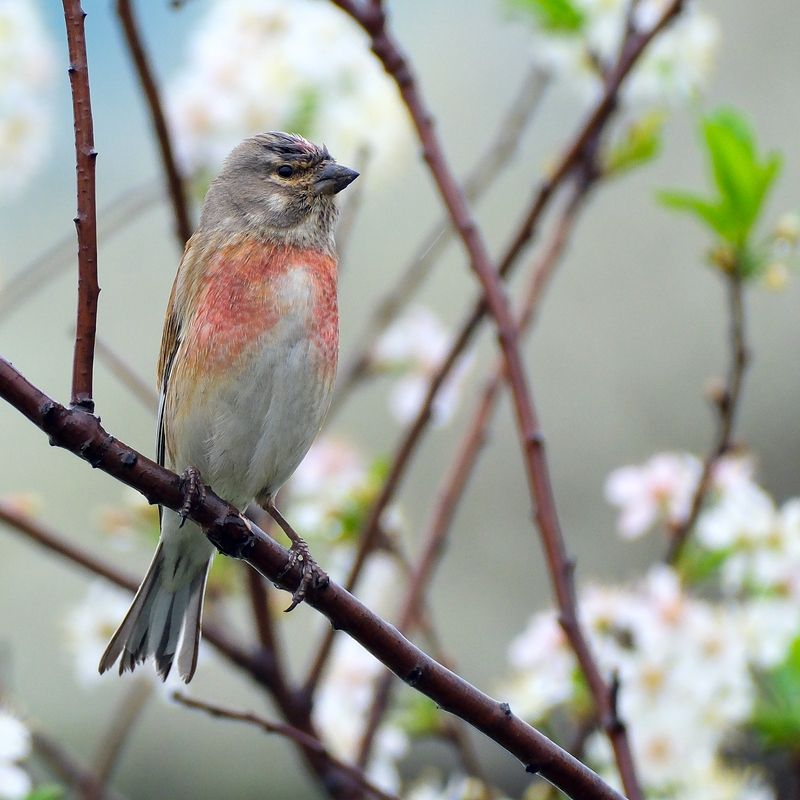 Коноплянка (самец) фото превью