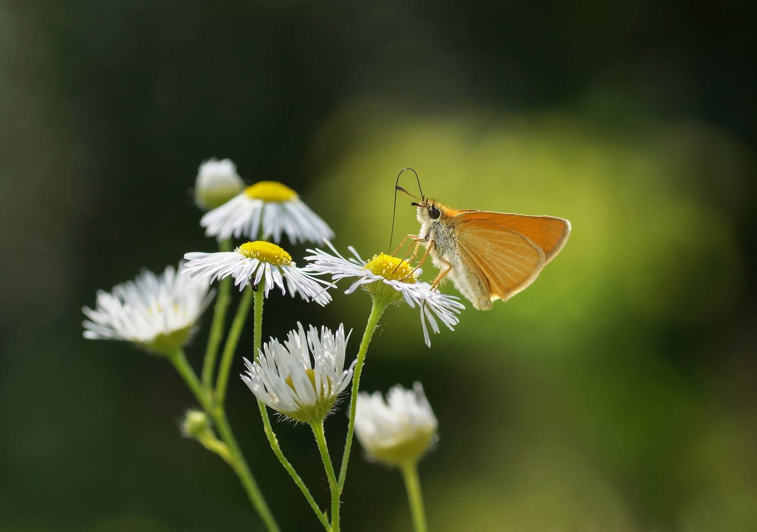 Бабочка, Чепленко Алексей
