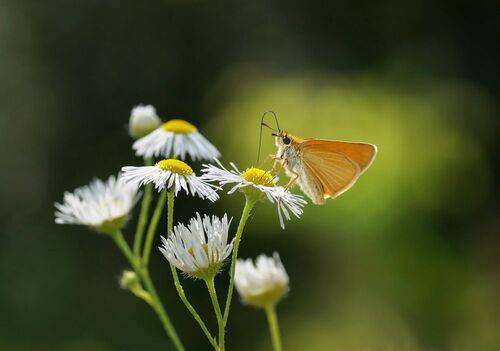 Толстоголовка