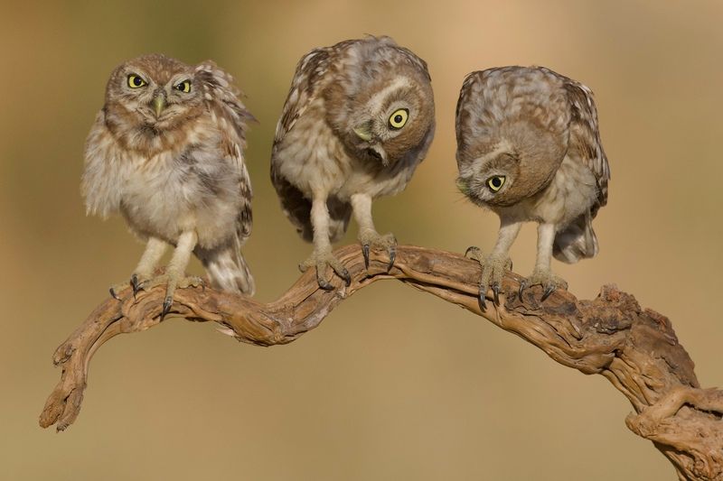 Little owls 