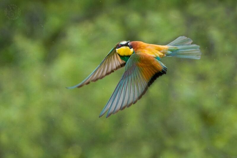 Щурка - Lens and Feathers фото превью