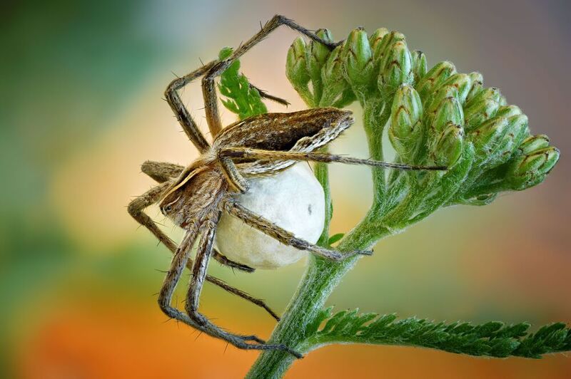 Пизаура фото превью