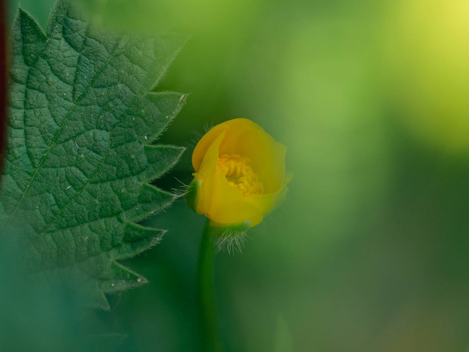 , Ирина Протченко