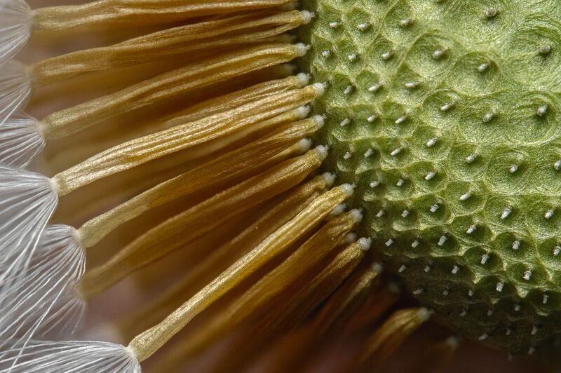 Solar wheel :) фото превью