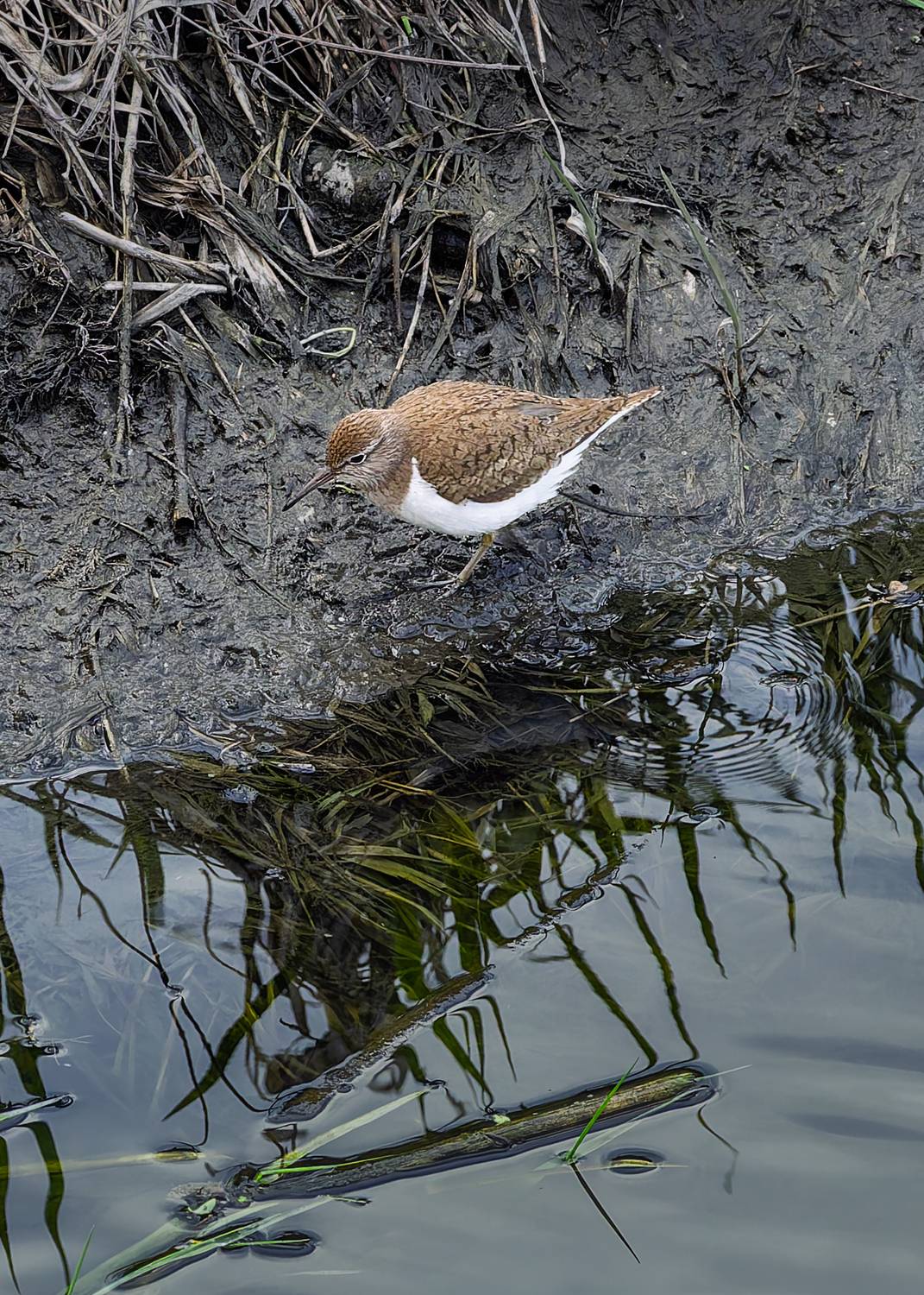, Загруев Михаил