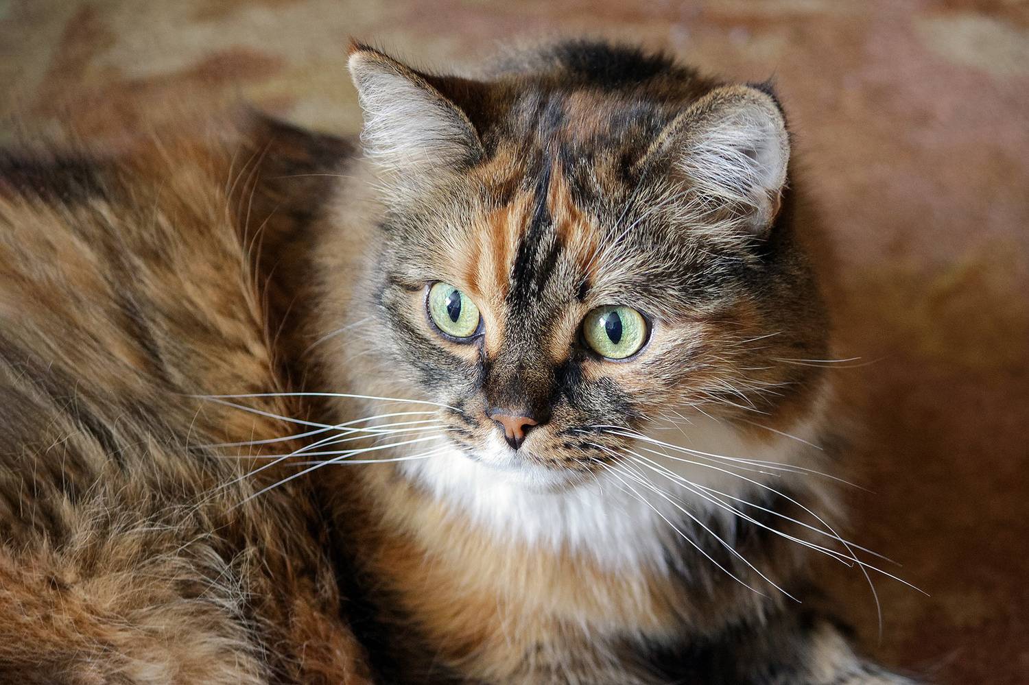 кошечка, КарОл