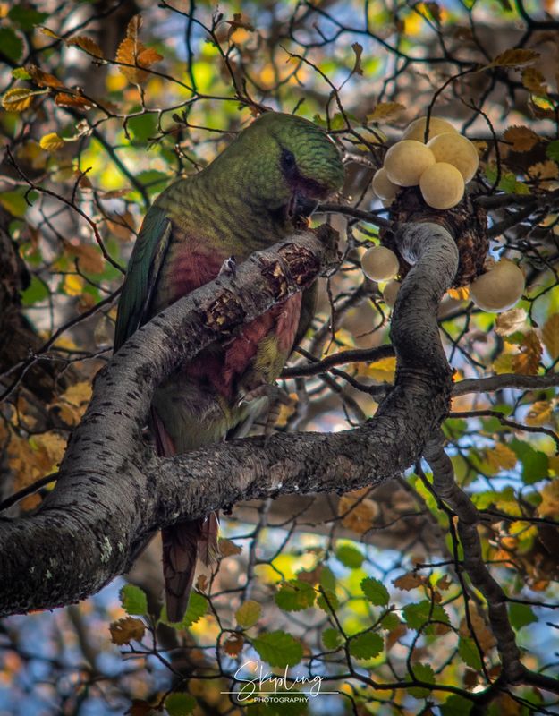 попугаи, патагония Заветный плод фото превью