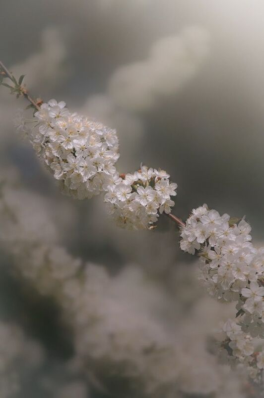 макро, macro, цветы, flowers, весна, spring, черешня Черешня фото превью