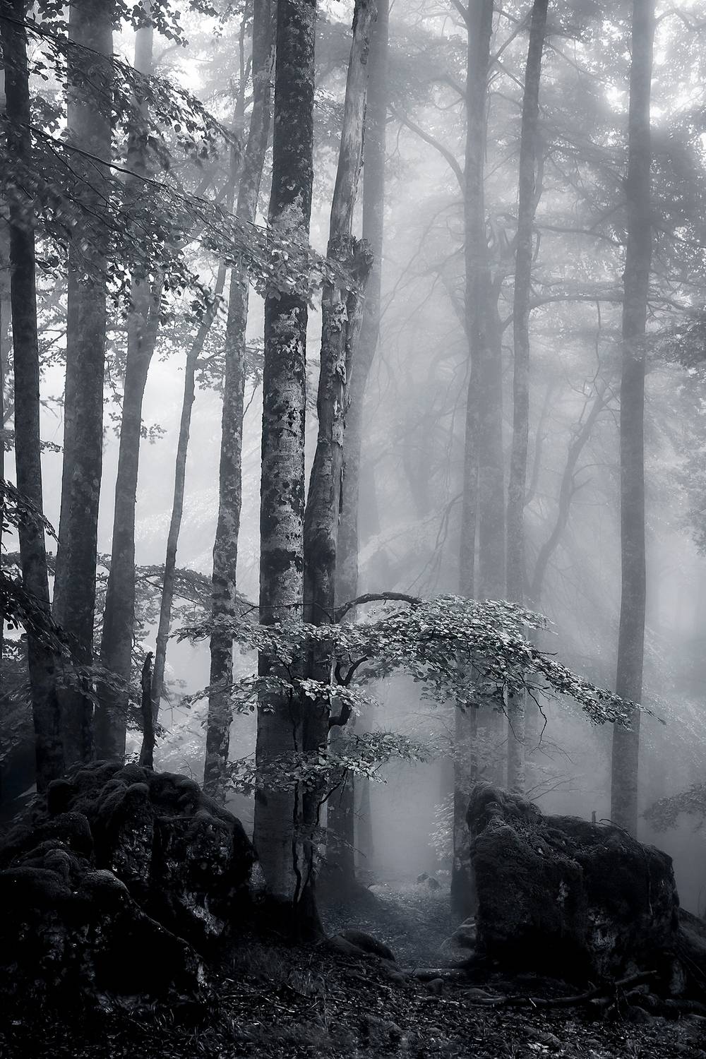 , Antonio Cantabrana