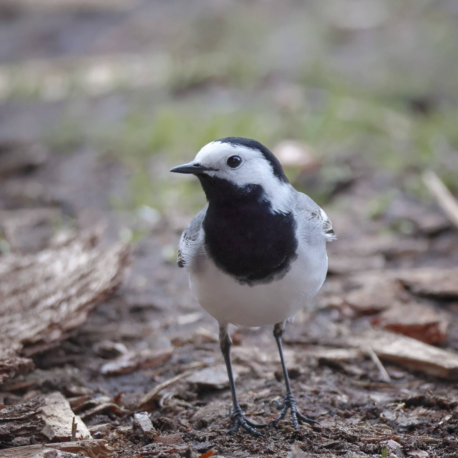 , Александр Титов