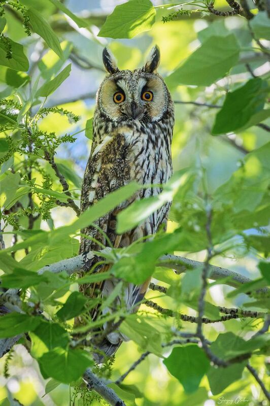 ушастая сова, птицы, пернатые Ушастая сова фото превью