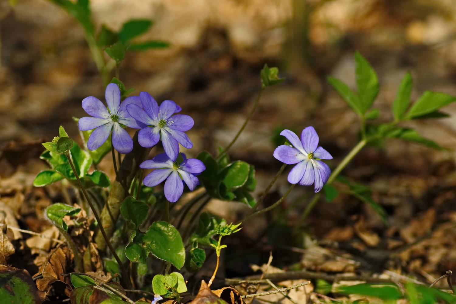весна, цветы, лес, улла, подснежники, печёночница благородная (цветок), Виктор Гурков