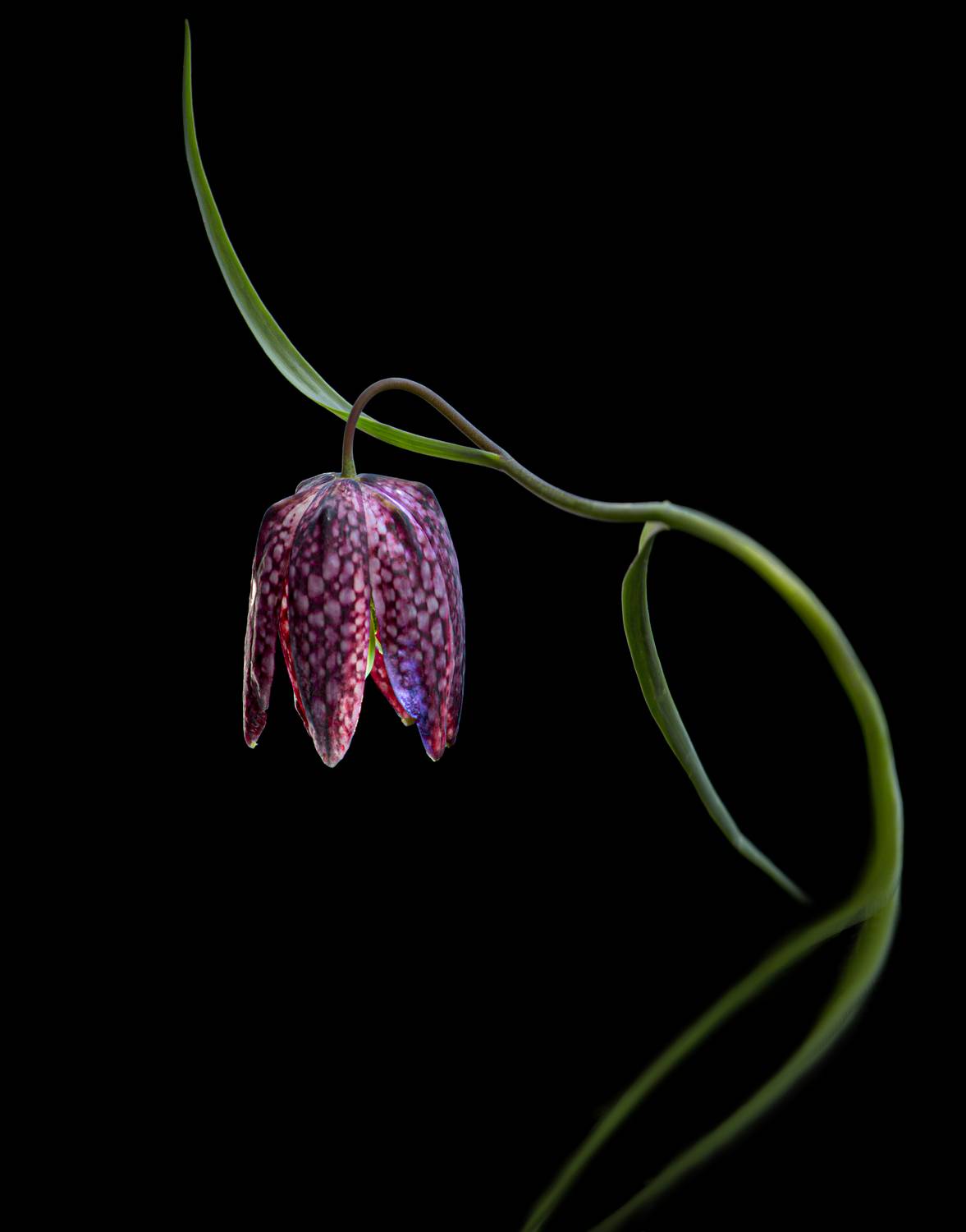 , Черновол Валентин