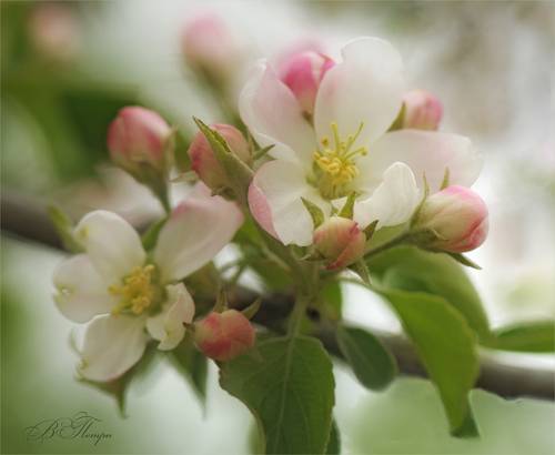 Майская пастель