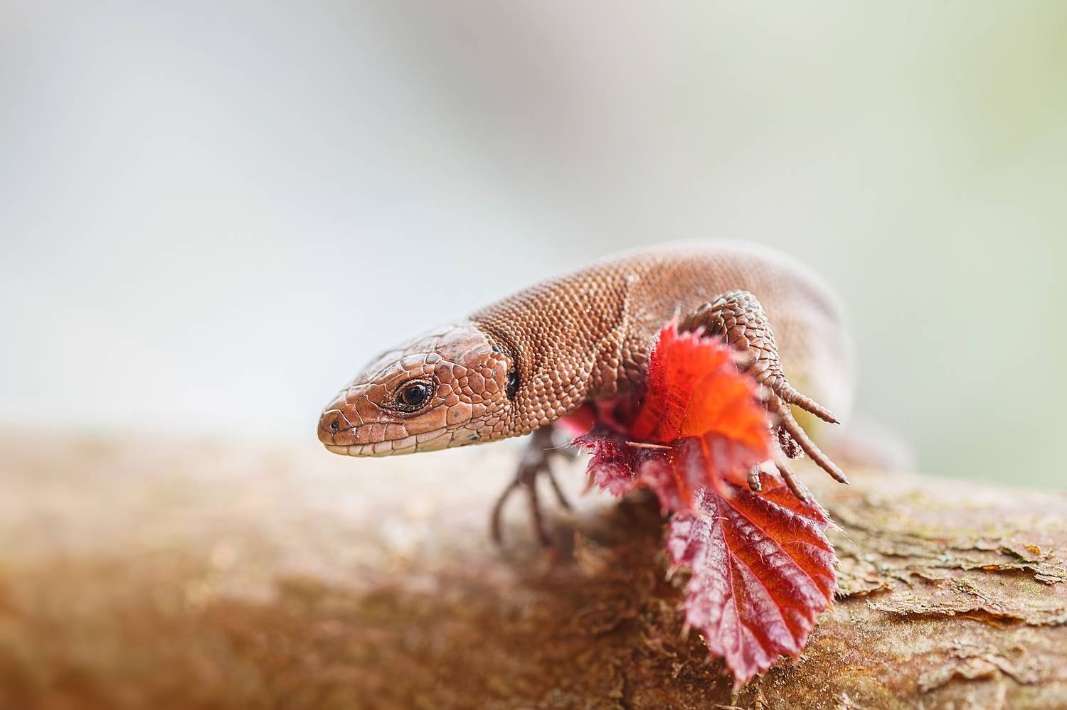 , Корнеев Алексей