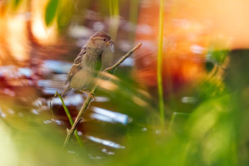 wildlife, animals, sparrow, bird, birdwatching, nature, colors, bokeh Female sparrow фото превью