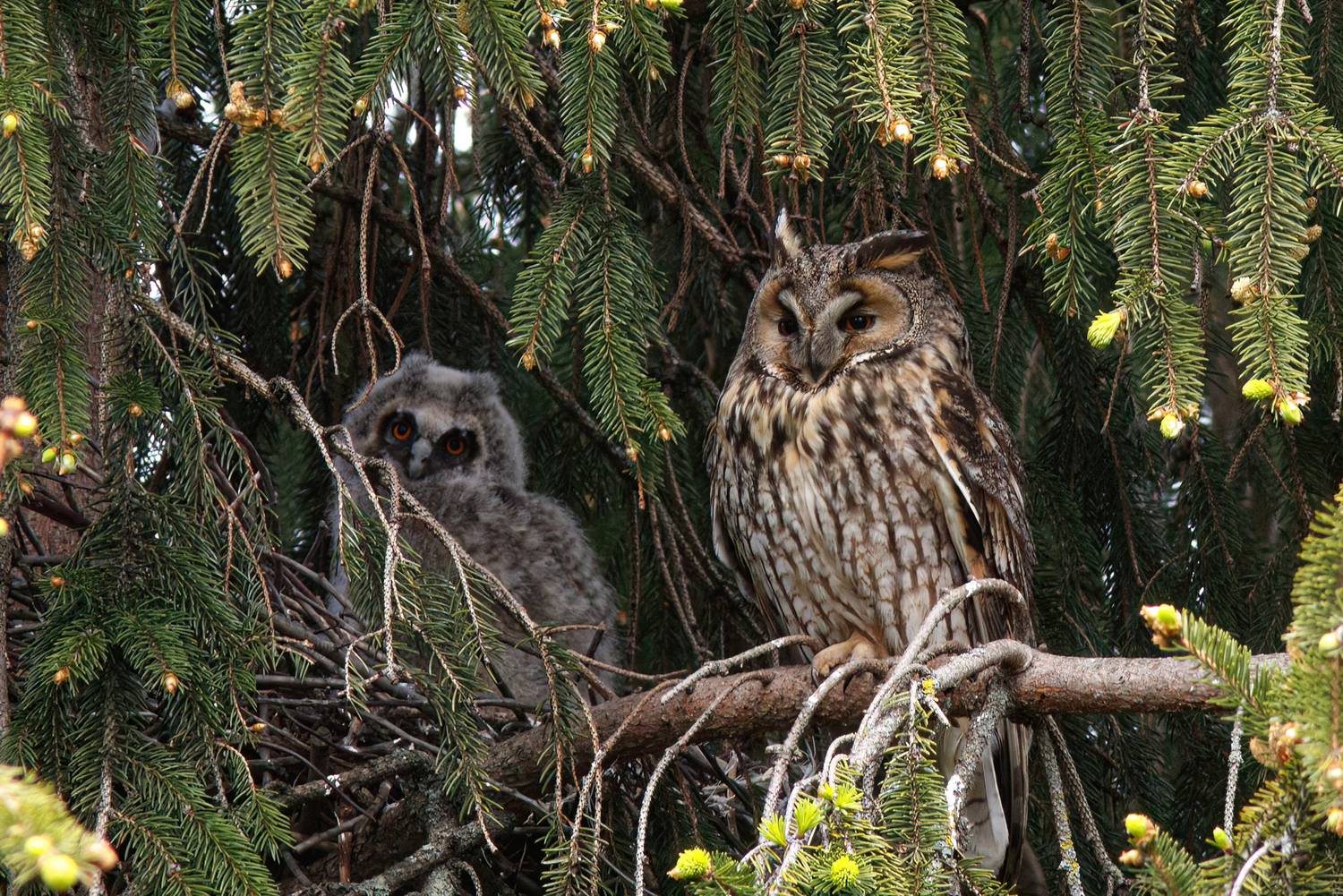 ушастая сова, сова, совёнок, asio otus, long-eared owl,owl, Бондаренко Георгий