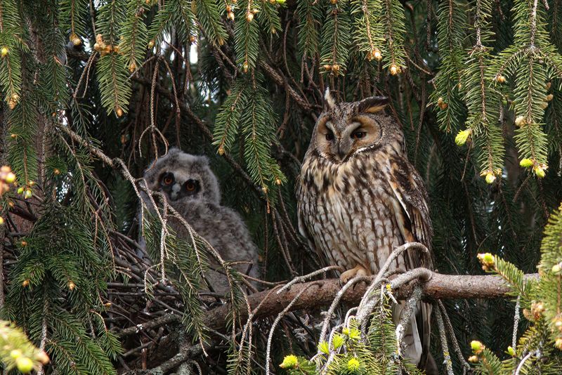 ушастая сова, сова, совёнок, asio otus, long-eared owl,owl Будни ушастиков фото превью