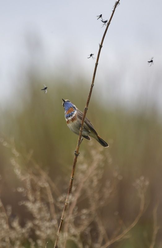 варакушка фото превью