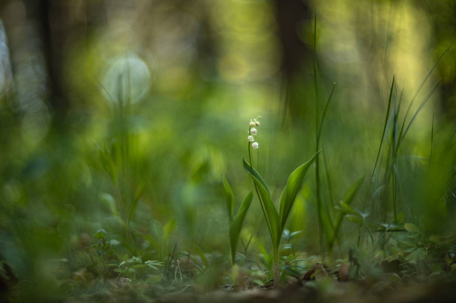 ландыши, весна, свет, лес, макро, природа, геннадий мещеряков, nikon d 850, гелиос-40-2 1,5/85 никон., Мещеряков Геннадий