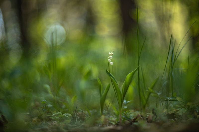 ландыши, весна, свет, лес, макро, природа, геннадий мещеряков, nikon d 850, гелиос-40-2 1,5/85 никон. Просто май... фото превью