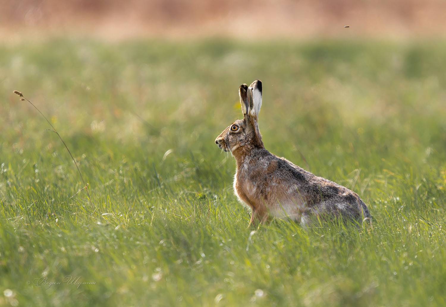 заяц, Шульгин Вадим