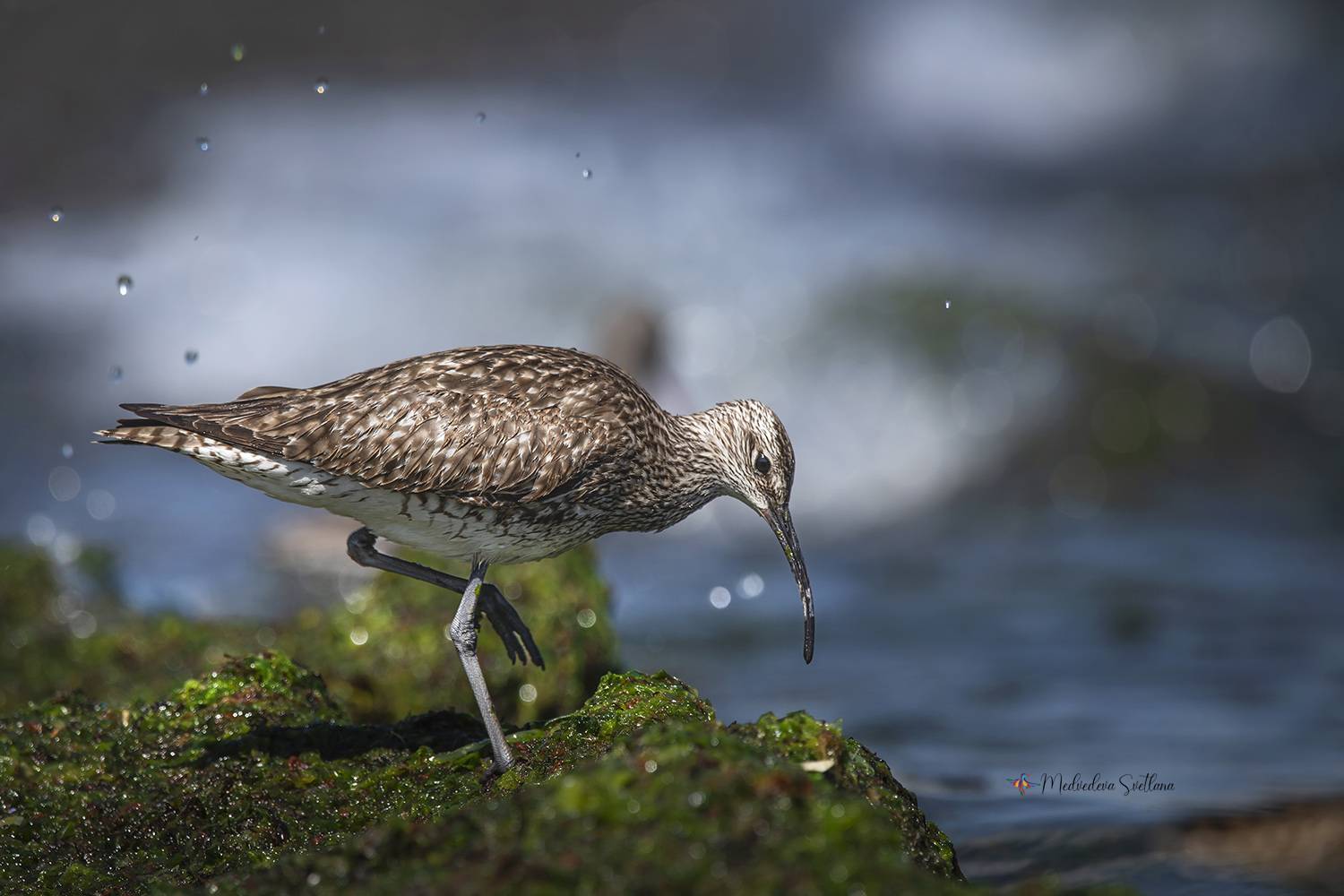 птица, кулик , кроншнеп, фотоохота, Медведева Светлана