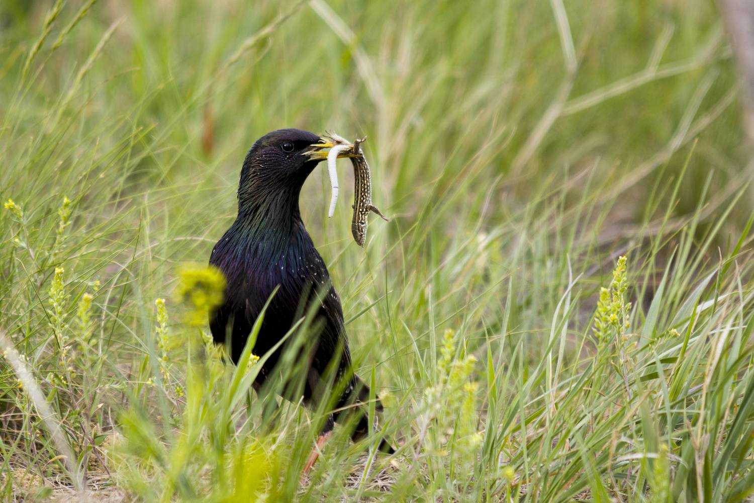 природа, Валерий Черняк