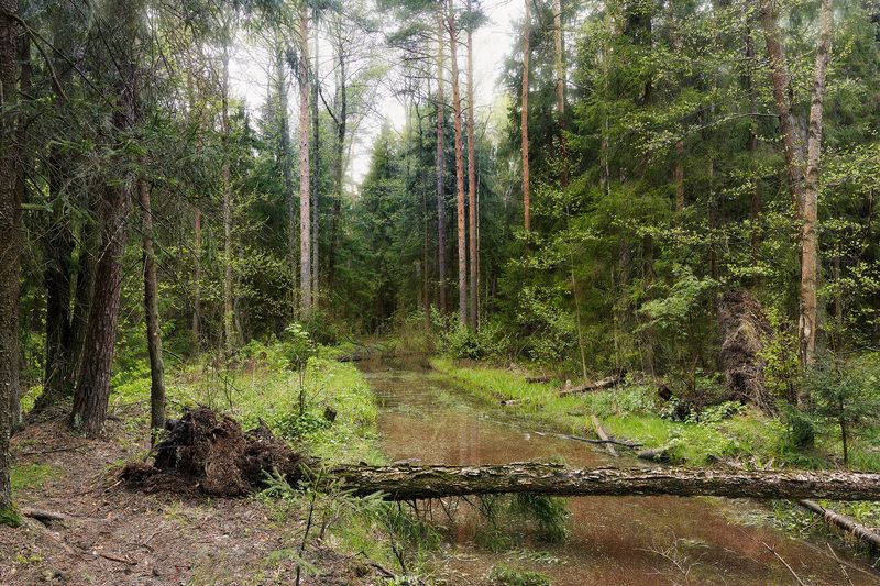 В весеннем лесу фото превью