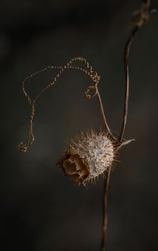 Колючее настроение фото превью